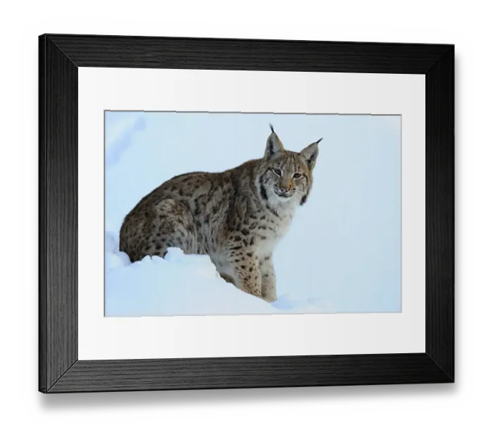 Framed Print : Eurasian Lynx (Lynx lynx), cub Framed Print : Eurasian Lynx (Lynx lynx), cub