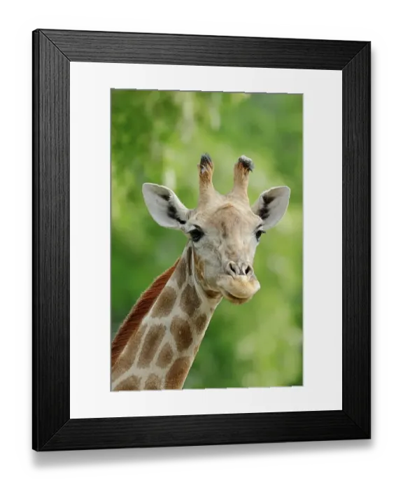 Framed Print : Angolan Giraffe (Giraffa camelopardalis angolensis) Framed Print : Angolan Giraffe (Giraffa camelopardalis angolensis)