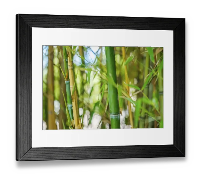Framed Print : Bamboo stems and leaves in the bamboo grove close up on sunny day background