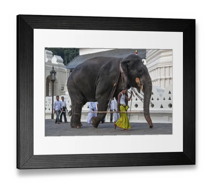 Framed Print : Indian elephant (Elephas maximus) working with mahout Framed Print : Indian elephant (Elephas maximus) working with mahout