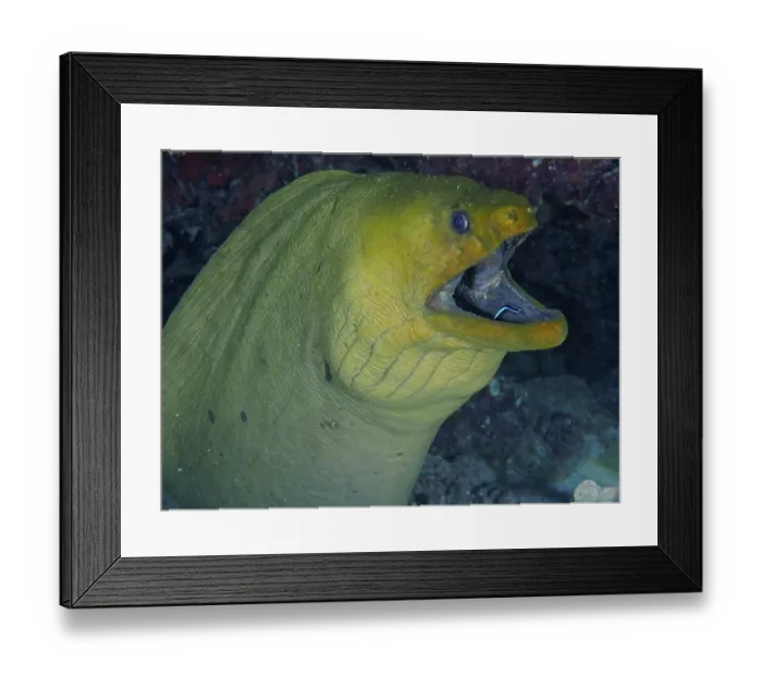 Framed Print : Green moray (Gymnothorax funebris) at cleaning station Framed Print : Green moray (Gymnothorax funebris) at cleaning station