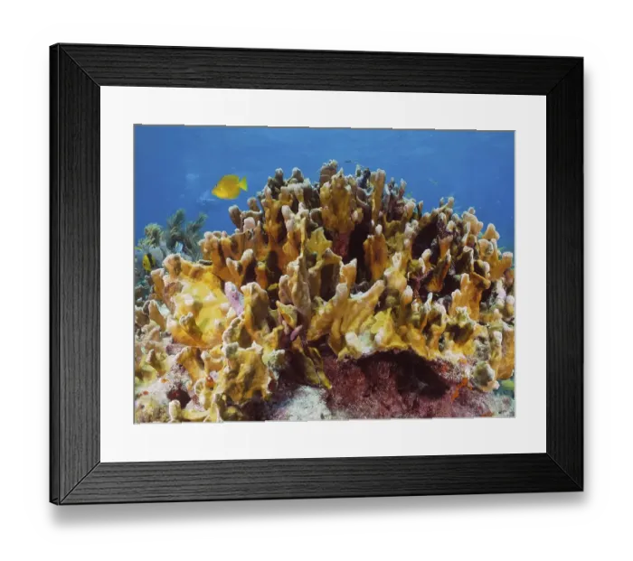 Framed Print : Fire coral (Millepora complanata) Framed Print : Fire coral (Millepora complanata)