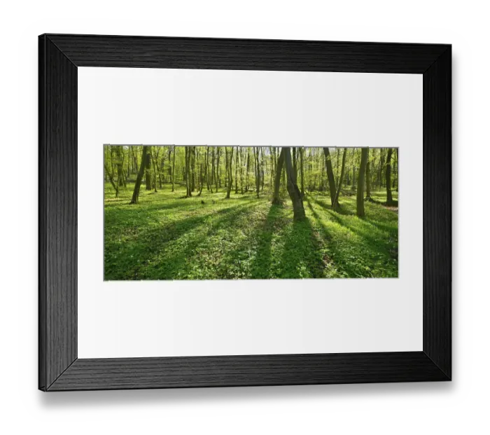 Framed Print : Deciduous forest in the spring