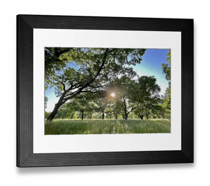 Framed Print : Floodplain forest, sunrise in summer
