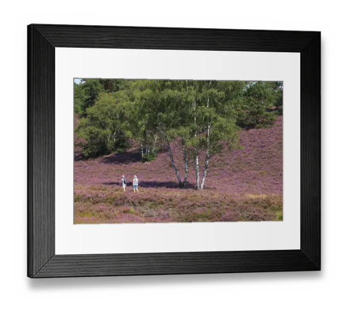 Framed Print : Fischbeker Heide nature reserve with hikers
