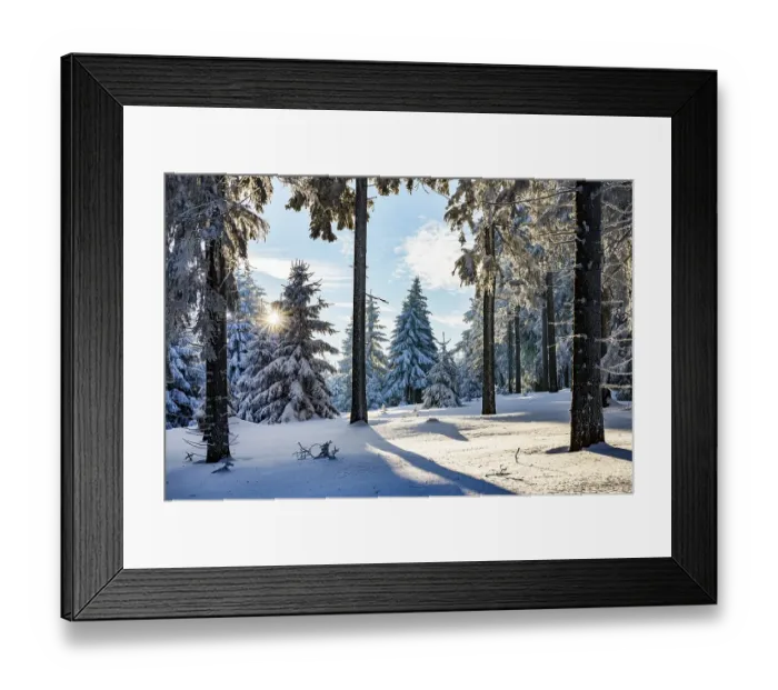 Framed Print : Snow-covered spruce forest (Picea abies) Framed Print : Snow-covered spruce forest (Picea abies)