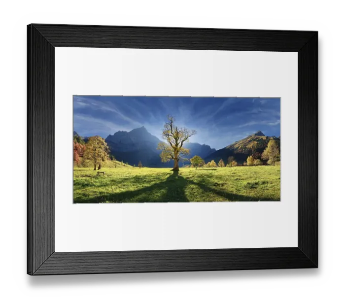 Framed Print : Grosser Ahornboden Panorama with autumnal colourful gnarled maple tree in low sun below the Spritzkar
