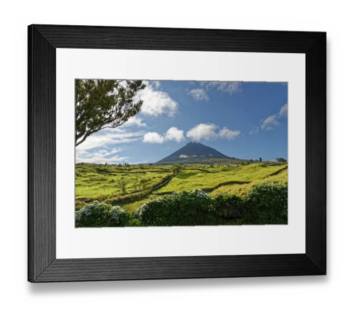 Framed Print : Green lush meadows with the Pico volcano and a magnificent hydrangea hedge in the foreground
