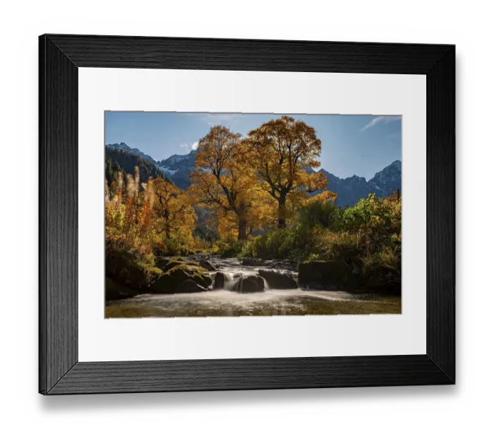 Framed Print : Autumnal Maple (Acer) in backlight with small mountain stream Framed Print : Autumnal Maple (Acer) in backlight with small mountain stream