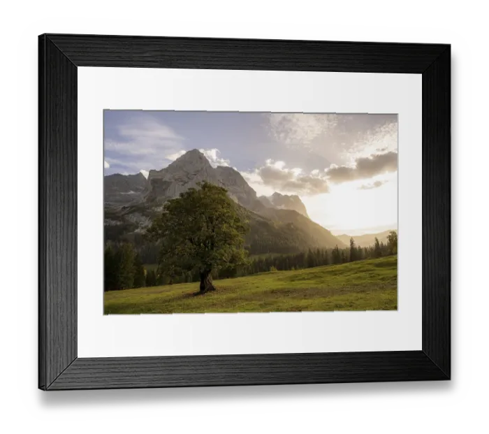 Framed Print : Sycamore maple (Acer pseudoplatanus) with evening light in front of the Wellhorn Framed Print : Sycamore maple (Acer pseudoplatanus) with evening light in front of the Wellhorn