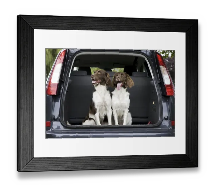 Framed Print : Drentsche Patrijshond, Dutch Partridge Dog