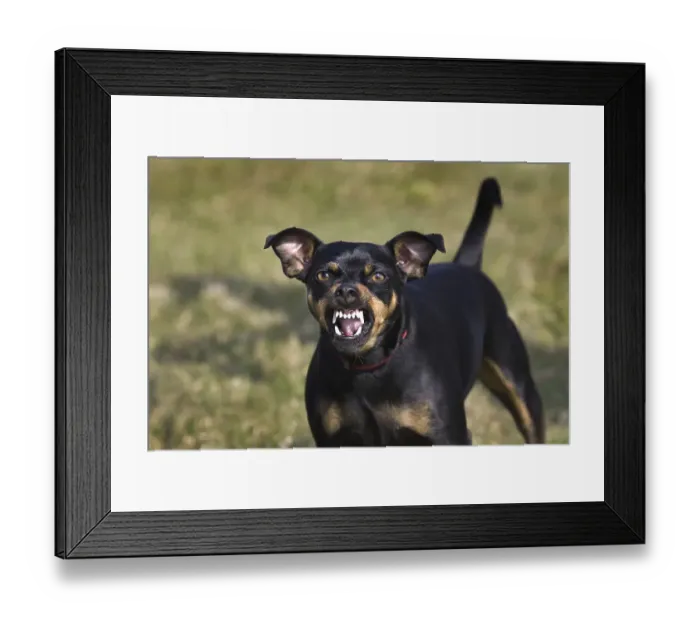 Framed Print : Manchester Terrier (Canis lupus familiaris) showing teeth while growling