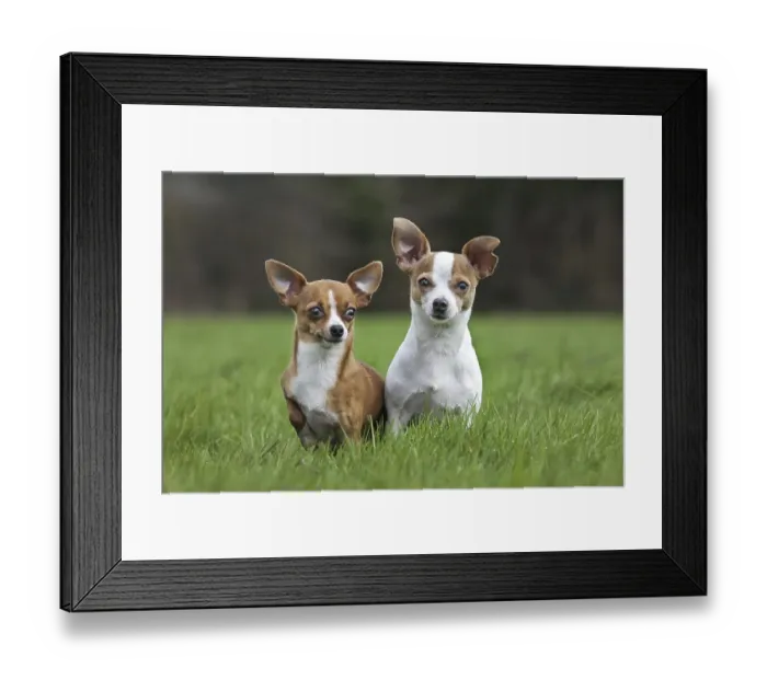 Framed Print : Two short-haired tan Chihuahuas in garden Framed Print : Two short-haired tan Chihuahuas in garden