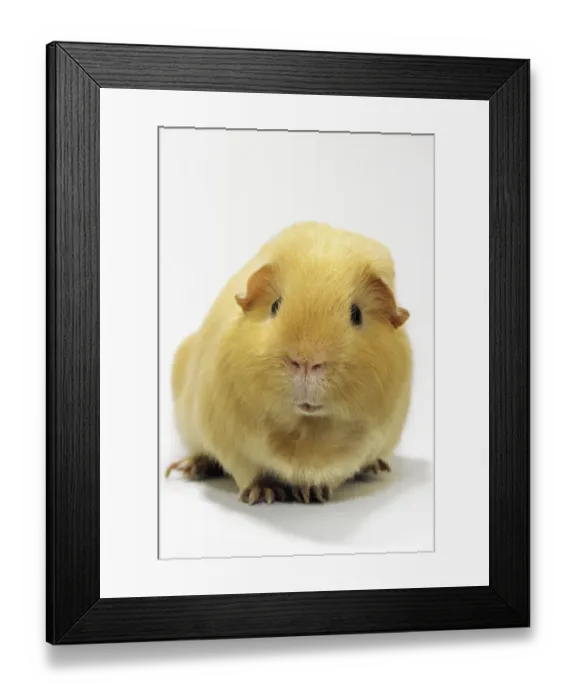 Framed Print : Cute golden cavy, guinea pig (Cavia porcellus) portrait on white background Framed Print : Cute golden cavy, guinea pig (Cavia porcellus) portrait on white background