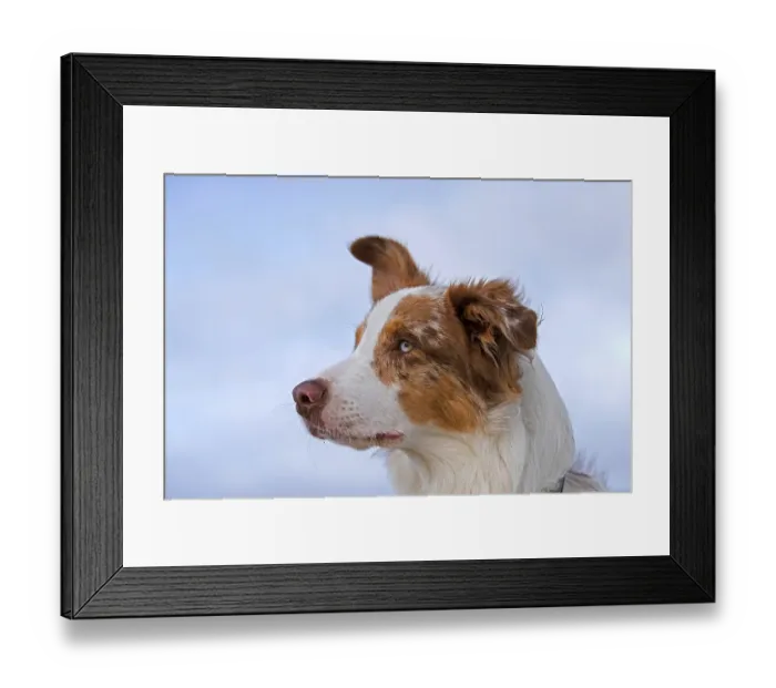 Framed Print : Australian Shepherd, Aussie, breed of herding dog from the United States