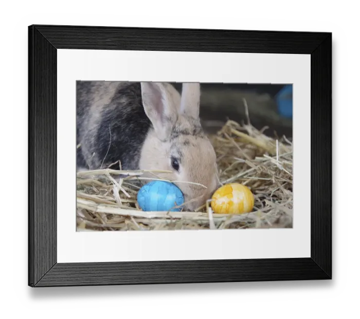Framed Print : Domestic rabbit (Oryctolagus cuniculus forma domestica) Framed Print : Domestic rabbit (Oryctolagus cuniculus forma domestica)
