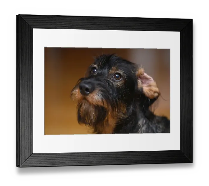 Framed Print : Wire-haired dachshund (Canis lupus familiaris) puppy Framed Print : Wire-haired dachshund (Canis lupus familiaris) puppy