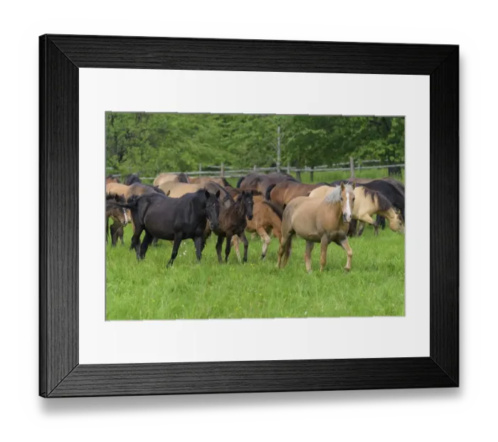 Framed Print : Domestic horse, herd on the pasture