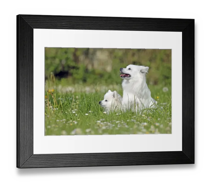 Framed Print : Dog, Volpino Italiano, Sitting, Flower Meadow