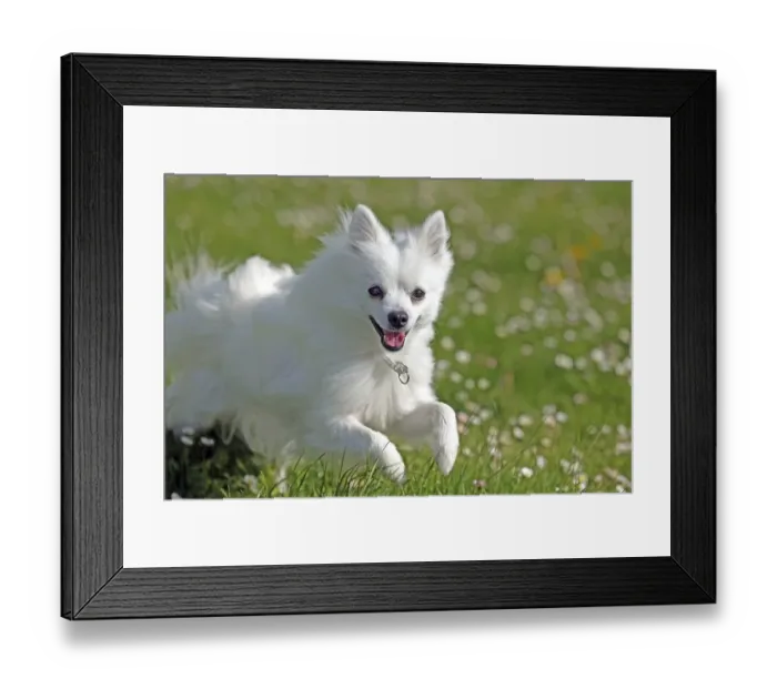 Framed Print : Dog, Volpino Italiano, jumping, flower meadow