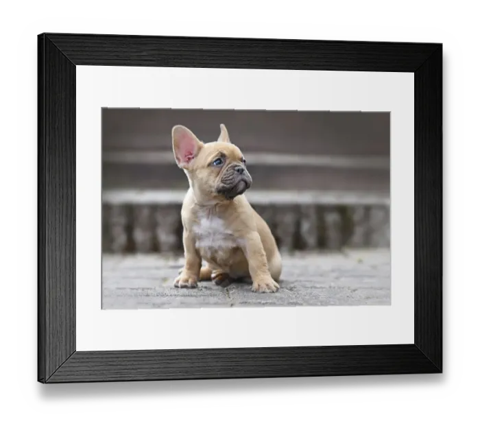 Framed Print : Small red fawn colored French Bulldog dog puppy with 7 weeks looking up sideways while sitting in front of stairs