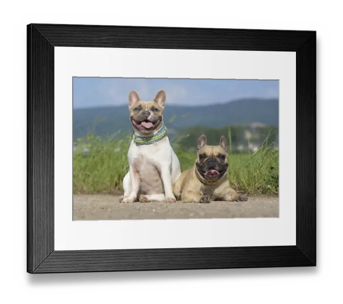 Framed Print : Pair of fawn and red pied French Bulldog dogs wearing selfmade paracord dog collars while posing for camera on path