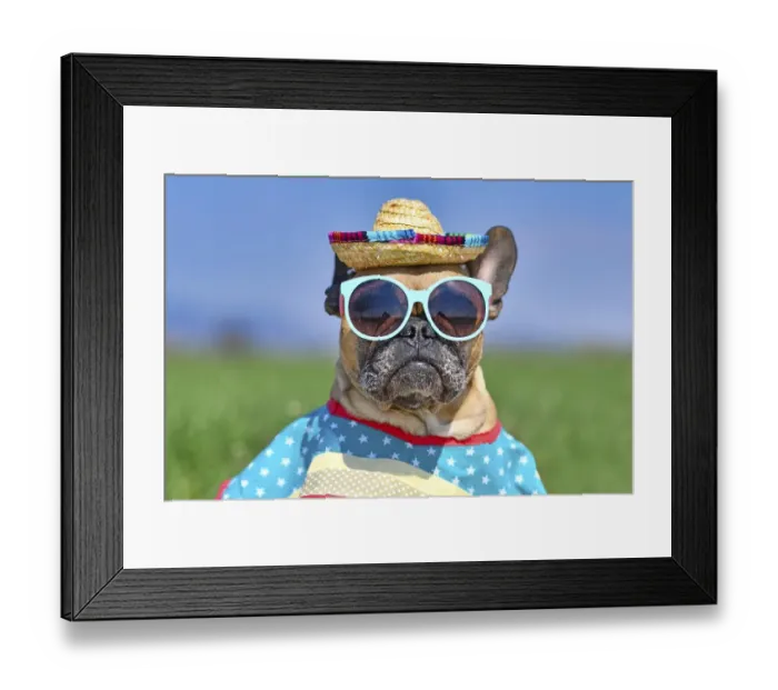 Framed Print : Cool French Bulldog dog dressed up with sunglasses