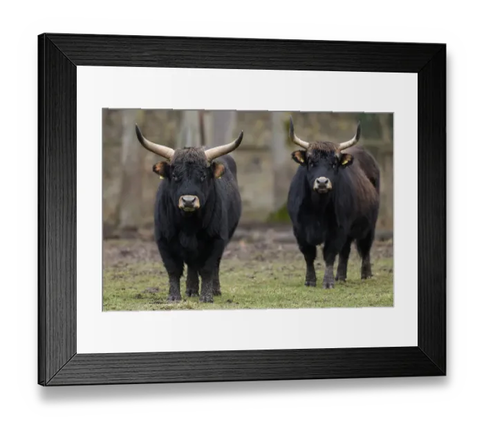 Framed Print : Two domestic cattle (Bos primigenius)
