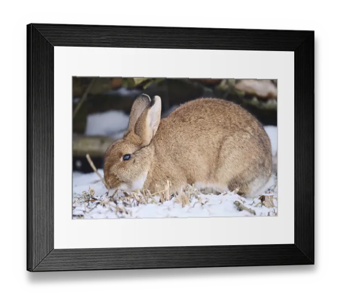 Framed Print : Domestic rabbit (Oryctolagus cuniculus forma domestica) in the snow in winter