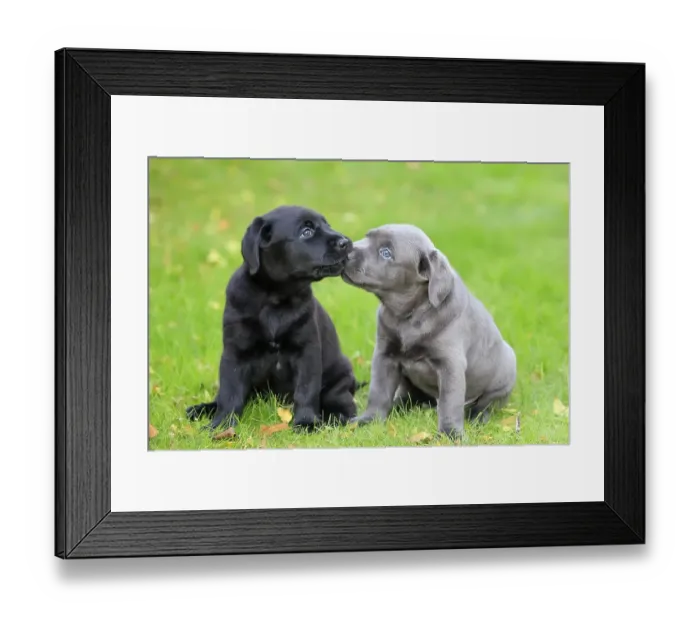 Framed Print : Labrador domestic dog (Canis lupus familiaris) Framed Print : Labrador domestic dog (Canis lupus familiaris)