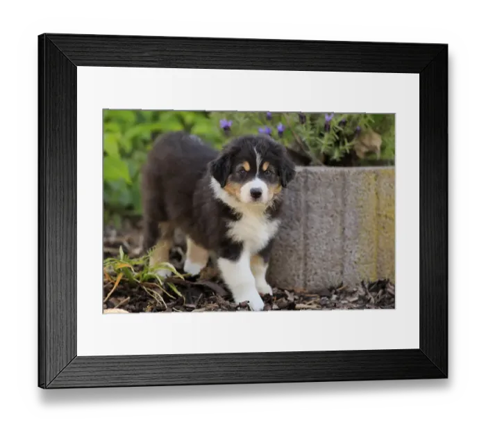 Framed Print : Australian Shepherd domestic dog (Canis lupus familiaris)