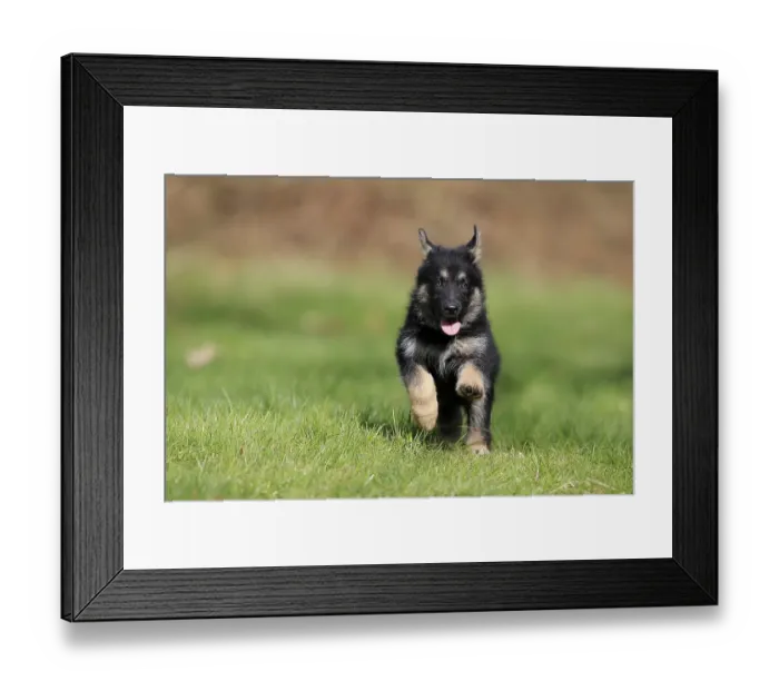 Framed Print : German shepherd domestic dog (Canis lupus familiaris) puppy Framed Print : German shepherd domestic dog (Canis lupus familiaris) puppy