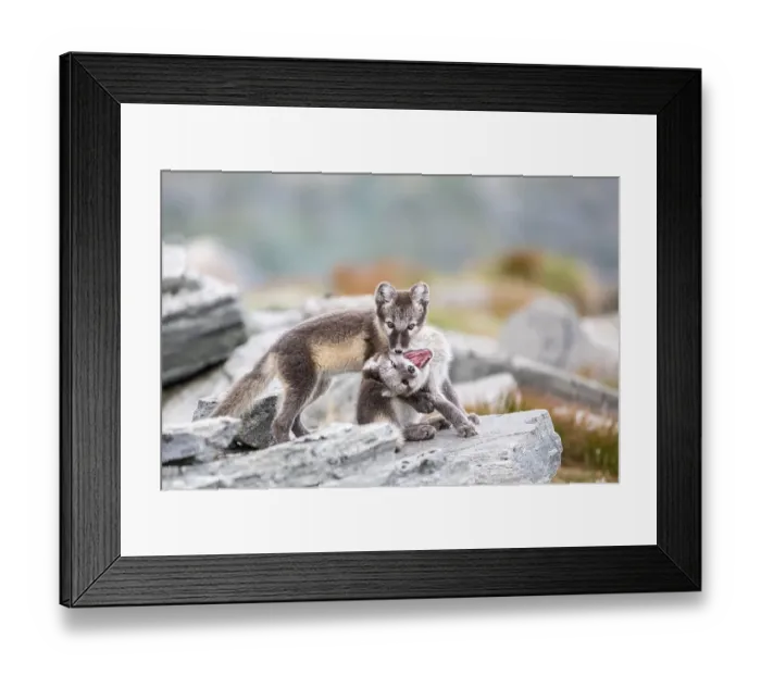 Framed Print : Young arctic foxes (Vulpes lagopus) playing Framed Print : Young arctic foxes (Vulpes lagopus) playing