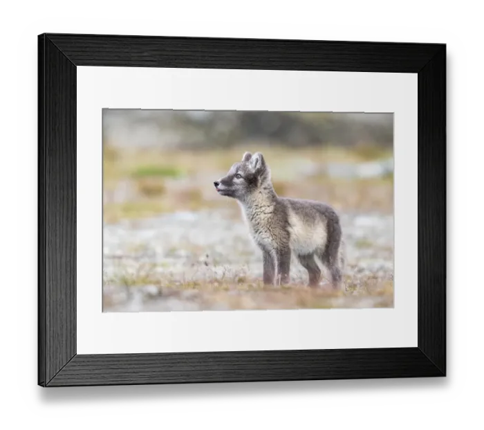 Framed Print : Young arctic fox (Vulpes lagopus) Framed Print : Young arctic fox (Vulpes lagopus)