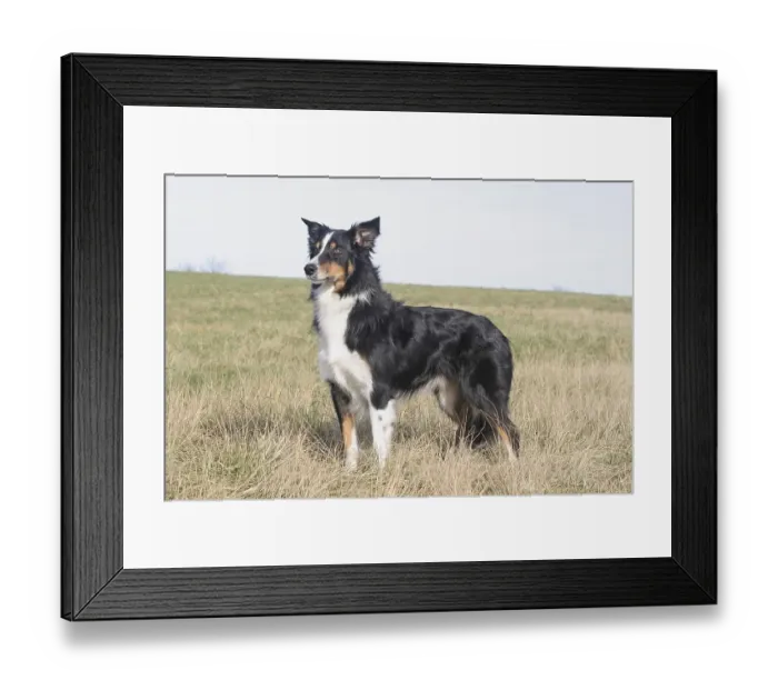 Framed Print : Border Collie standing on a lawn, sidewise
