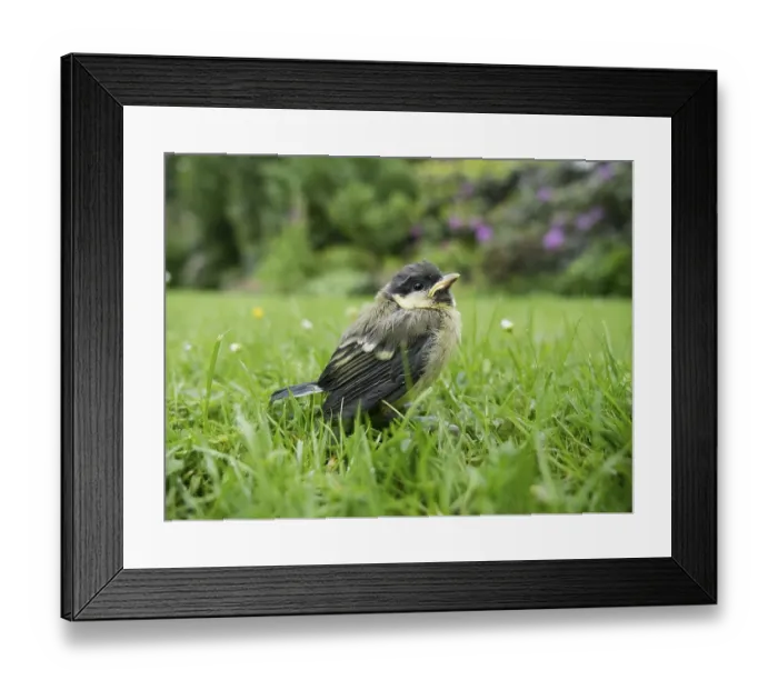 Framed Print : Great tit (Parus major) young bird in the garden on the lawn