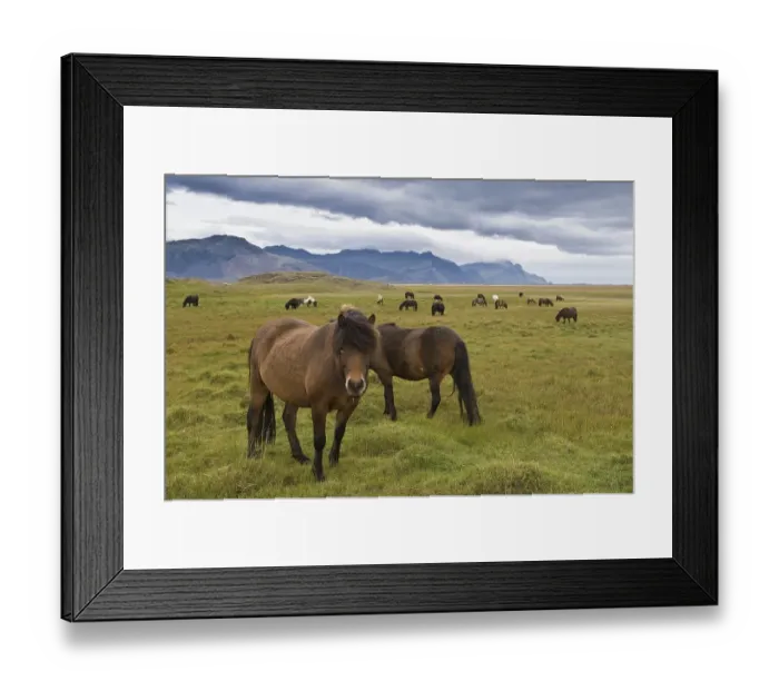 Framed Print : Icelandic horses near Hoefn, Iceland, Europe