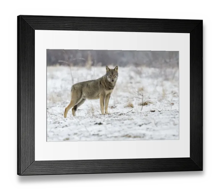 Framed Print : Eurasian Wolf (Canis lupus lupus) attentive on a clearing in winter