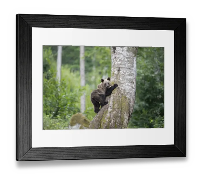Framed Print : European brown bear or Eurasian brown bear (Ursus arctos arctos)
