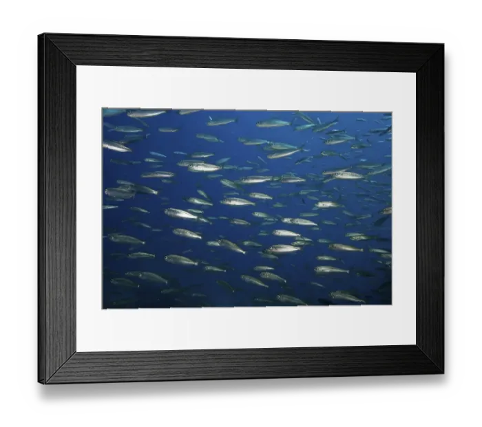 Framed Print : Close-up (Sardinops sagax) of shoal of sardines