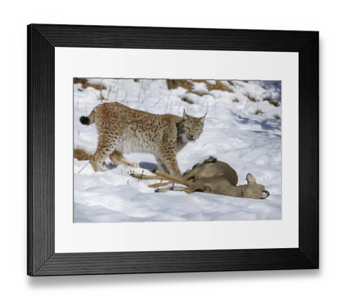 Framed Print : Lynx (Lynx lynx), female with prey Framed Print : Lynx (Lynx lynx), female with prey