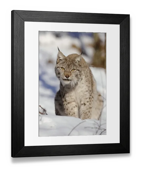 Framed Print : Lynx (Lynx lynx), female, enlosure