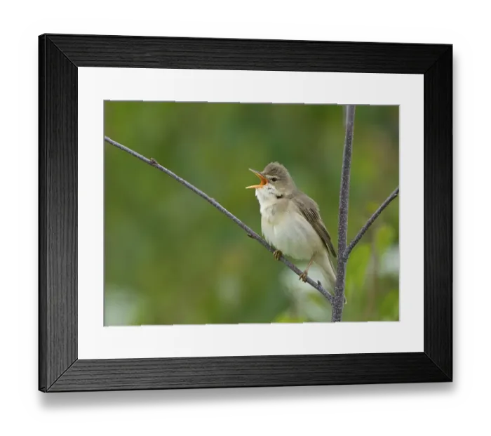 Framed Print : Marsh Warbler (Acrocephalus palustris)