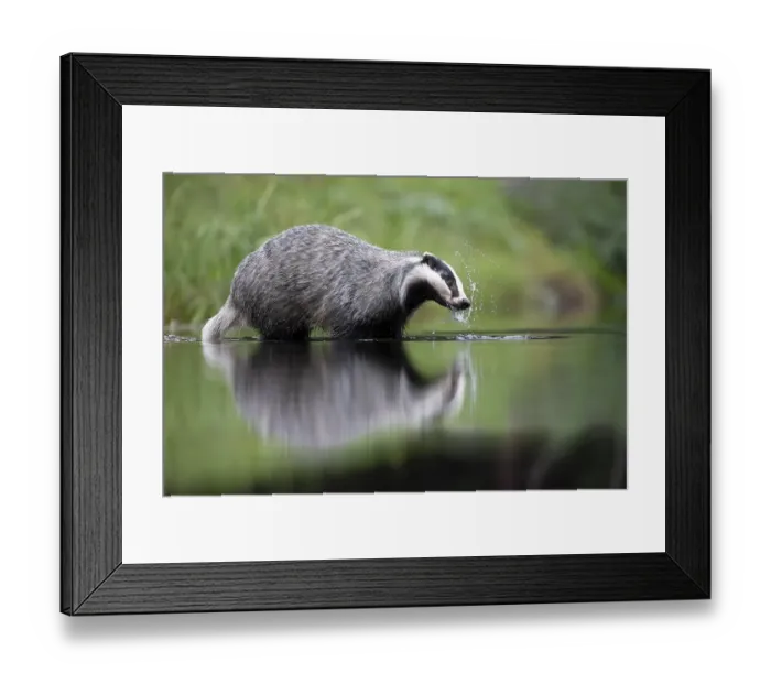 Framed Print : European badger (Meles meles) at a lake with reflection Framed Print : European badger (Meles meles) at a lake with reflection