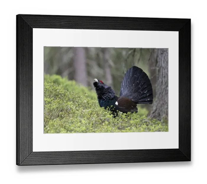 Framed Print : Western capercaillie (Tetrao Urogallus) mating in Pinzgau