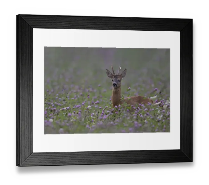 Framed Print : Roebuck in the clover field, Wittlich