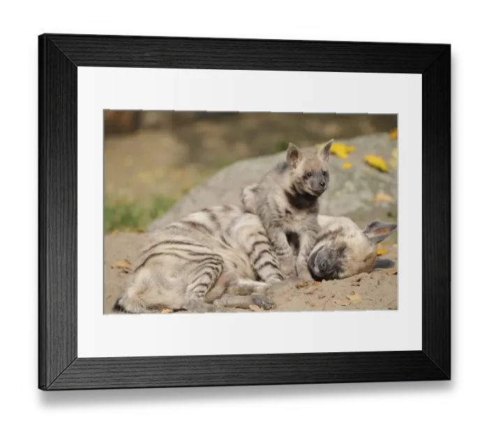 Framed Print : Striped Hyena (Hyaena hyaena), with young animal Framed Print : Striped Hyena (Hyaena hyaena), with young animal