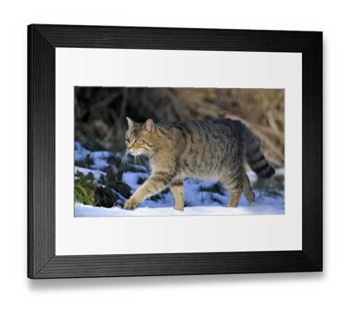 Framed Print : Wildcat (Felis silvestris), male, stalking