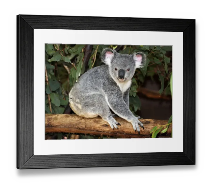 Framed Print : Koala (Phascolarctos cinereus) in eucalypt tree (Eucalyptus)
