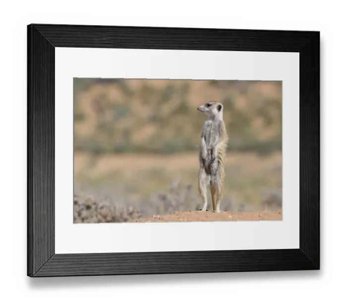 Framed Print : Meerkat (Suricata suricatta), adult male upstanding